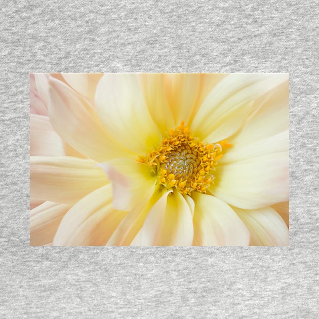 Yellow Dahlia Greeting Card by mariola5